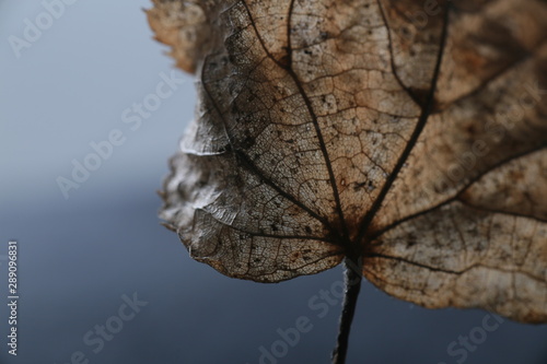 Leaf