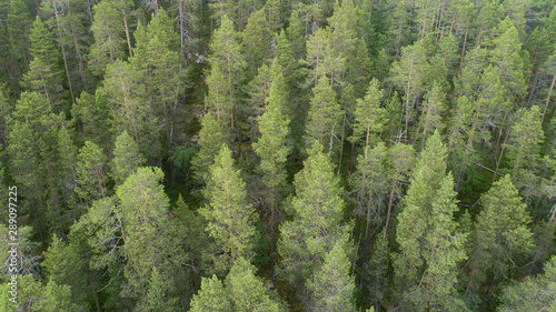 Aerial view of green forest captured from above. Lapland.