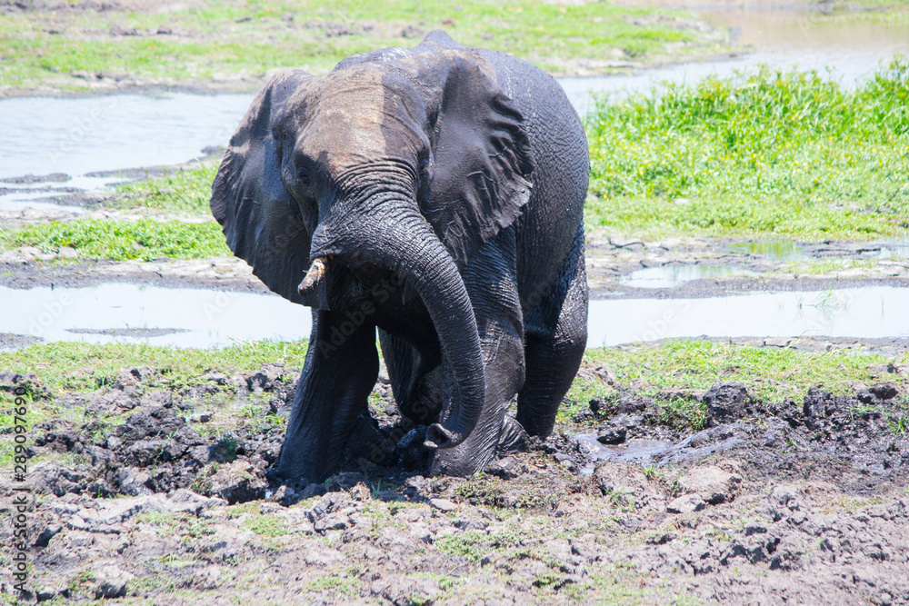 Young and juvenile elephant playing and mud bathing as seen on a safari Young and juvenile elephant playing and mud bathing as seen on a safari