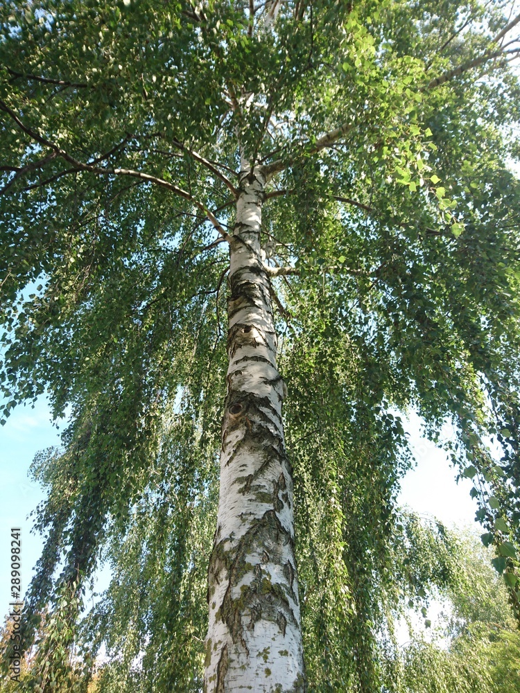 Fototapeta premium Natur. Hannover. Park.