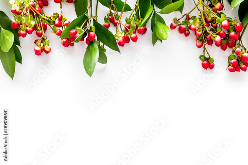 Green leaves and red berries frame on white background top view copyspace