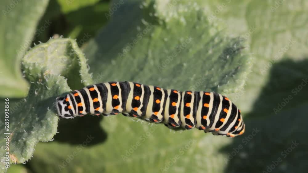 Adult caterpillar sp. Papilio Machaon resting on branch in the wild Closeup video Adult caterpillar sp. Papilio Machaon resting on branch in the wild Closeup video