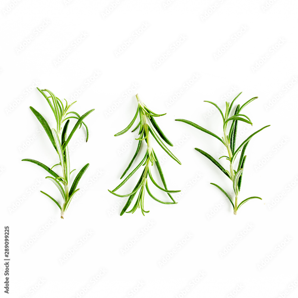 Green branchs and leaves of rosemary isolated on a white background. Мedicinal herbs. Flat lay. Top view Green branchs and leaves of rosemary isolated on a white background. Мedicinal herbs. Flat lay. Top view