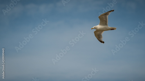 Amrum Northsea