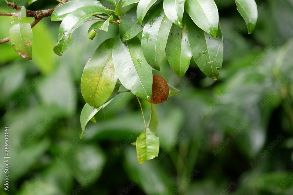 Obraz premium leaves of a tree