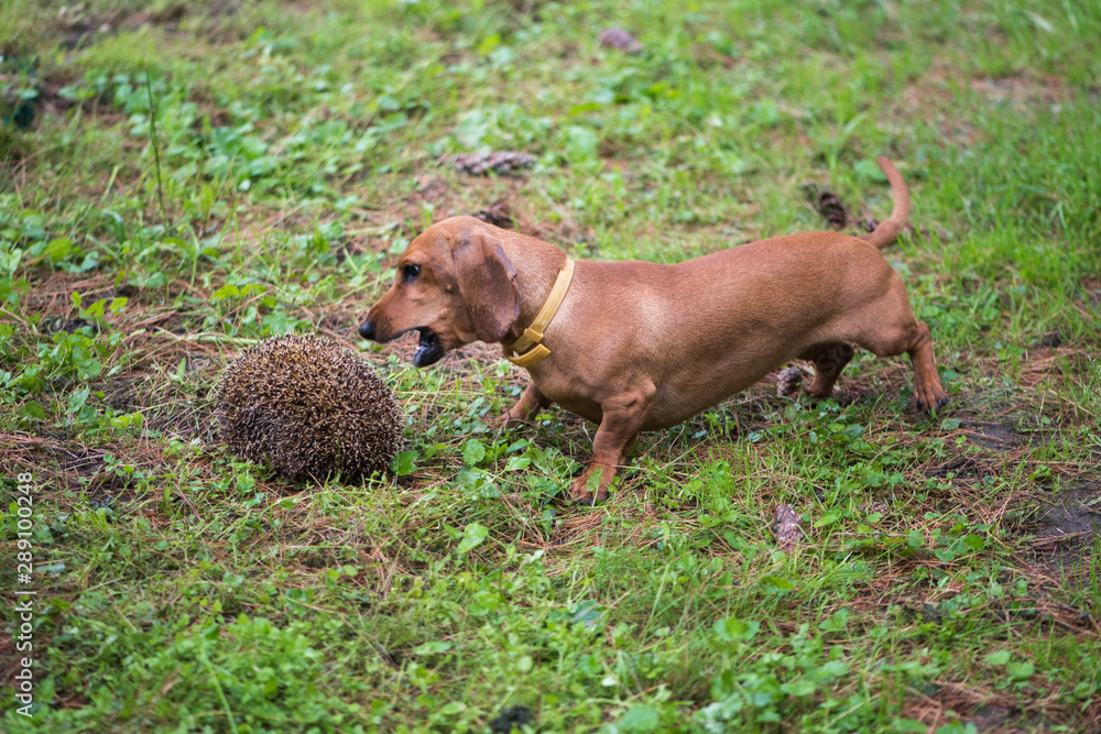 Miniature Dachshund hunting on hedgehog Miniature Dachshund hunting on hedgehog