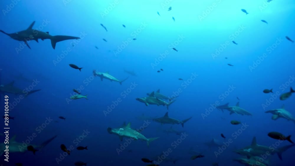 Large School of Scalloped Hammerhead Sharks in Galapagos Large School of Scalloped Hammerhead Sharks in Galapagos