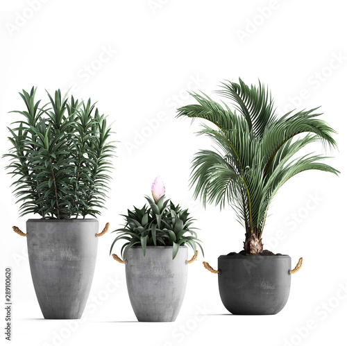 collection of ornamental plants in pots 