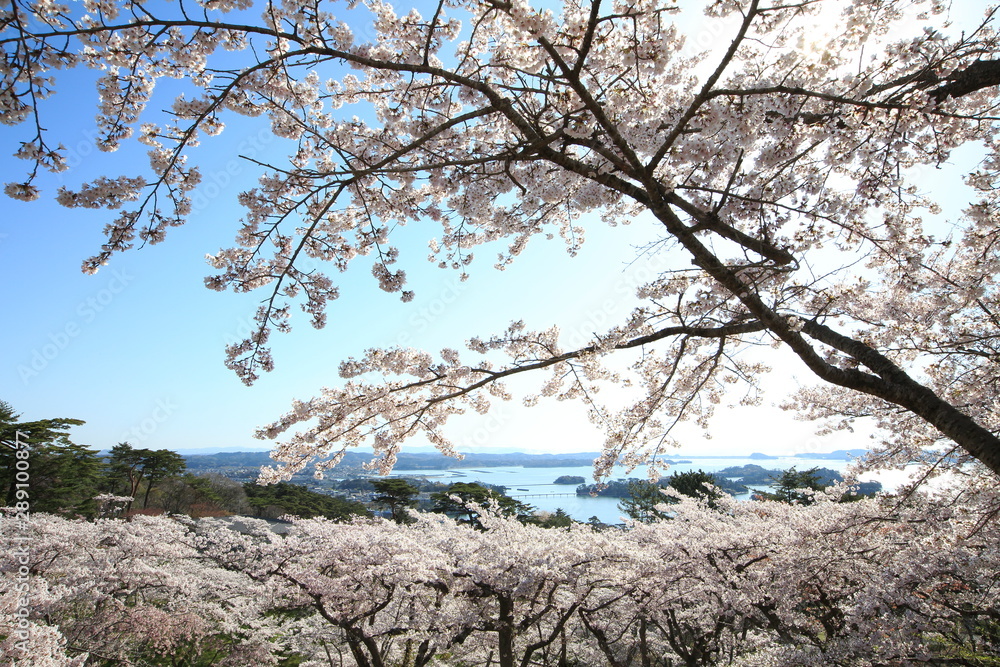 《Miyagi Prefecture, Japan》 Sakura in Matsushima 《Miyagi Prefecture, Japan》 Sakura in Matsushima
