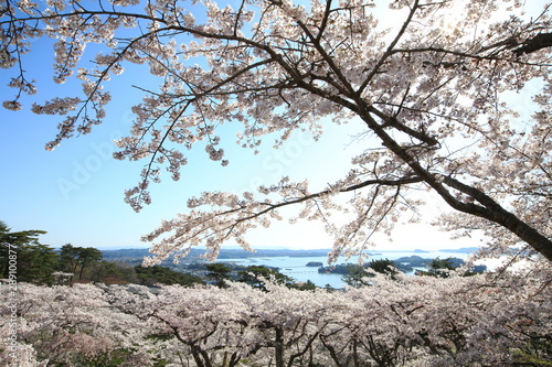 《Miyagi Prefecture, Japan》 Sakura in Matsushima
