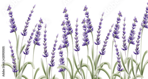 Lavender card vector watercolor. Isolated background. Provence flowers banner