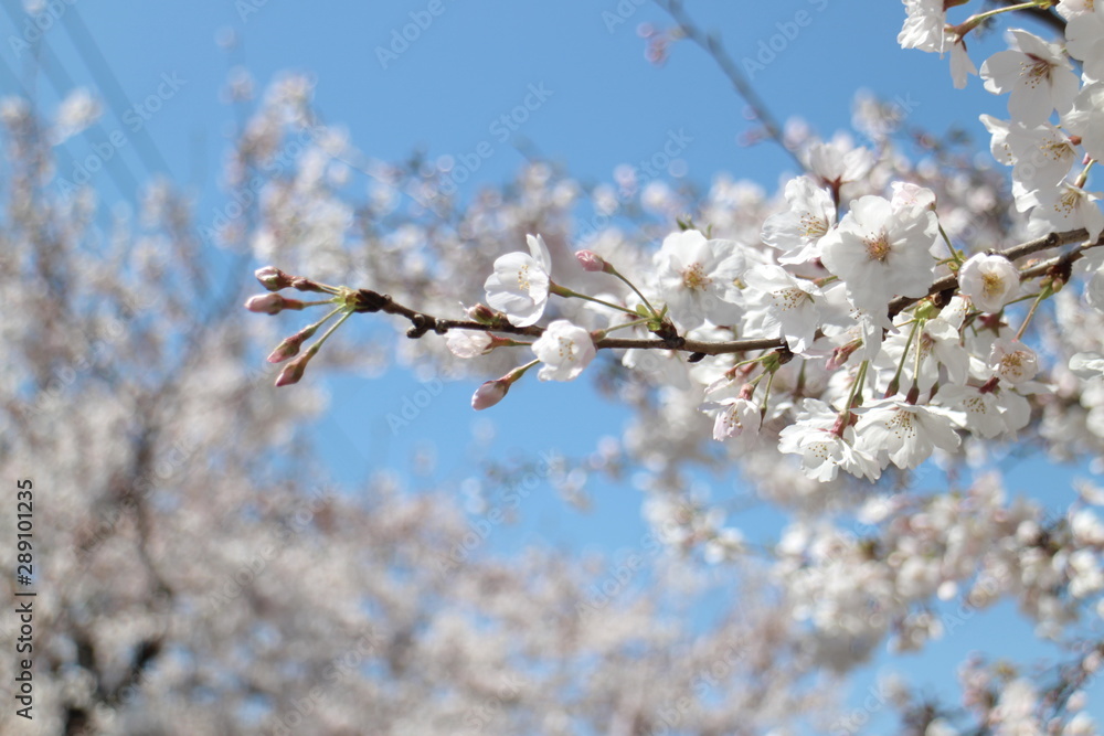 桜 桜