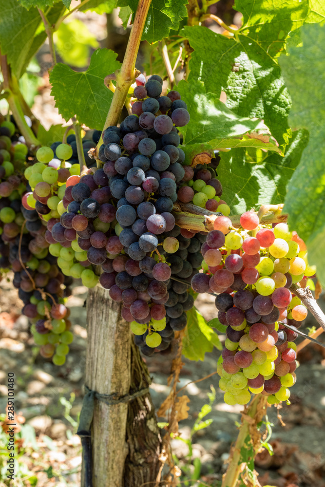 Vignes et raisin du Médoc, près de Bordeaux (France)	