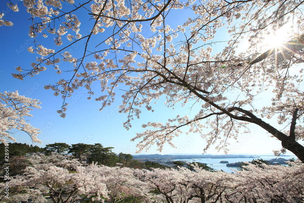 《Miyagi Prefecture, Japan》 Sakura in Matsushima
