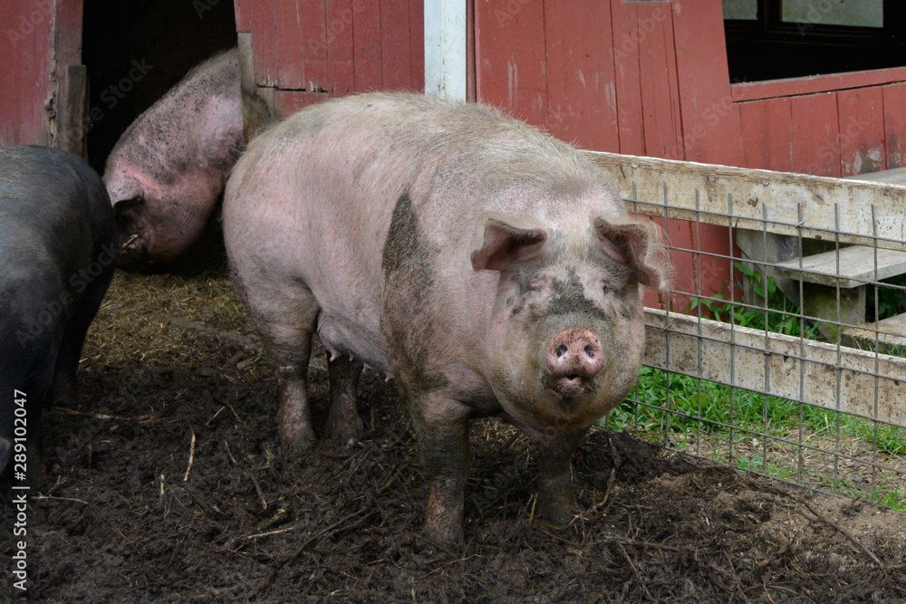 Large pink pig is dirty from playing in mud Large pink pig is dirty from playing in mud