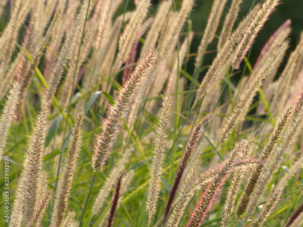wild herbs in the meadow wild herbs in the meadow