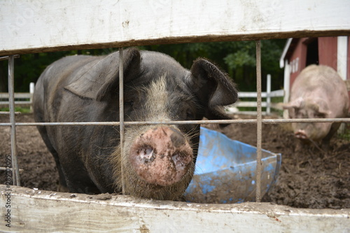 Black pig sticking snout through fence at farm photo