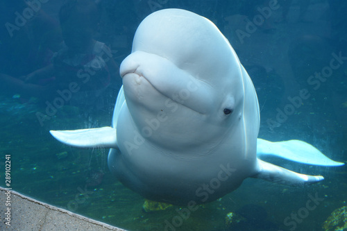 Fotografie Beluga whale smiling at viewing window