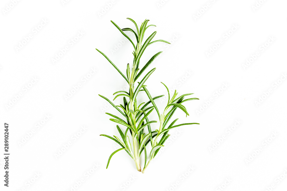 Green branchs and leaves of rosemary isolated on a white background. Мedicinal herbs. Flat lay. Top view Green branchs and leaves of rosemary isolated on a white background. Мedicinal herbs. Flat lay. Top view