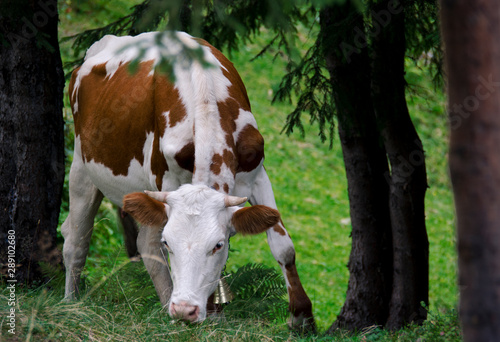 A young white cow grazes on green grass in forest