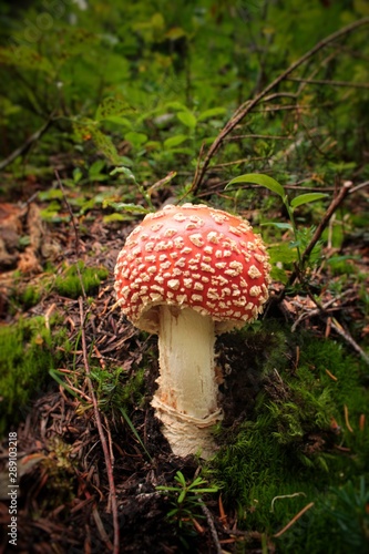 Fly Agaric Toadstool