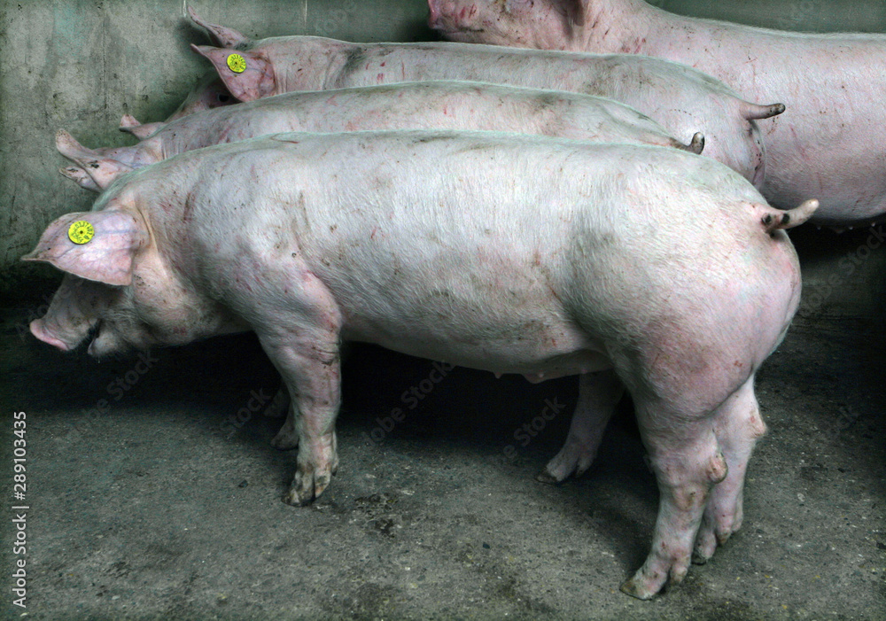 Pigs in stable. Pigbreeding. Netherlands Pigs in stable. Pigbreeding. Netherlands