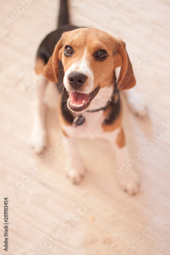 Beagle Puppy Cute Brown Black White