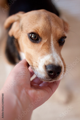 Beagle Puppy Cute Brown Black White