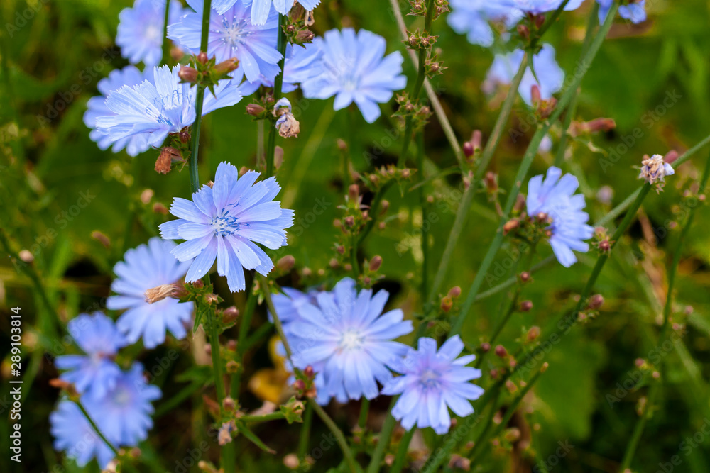 Cyan chicory flowers on a dark green background. Cyan chicory flowers on a dark green background.