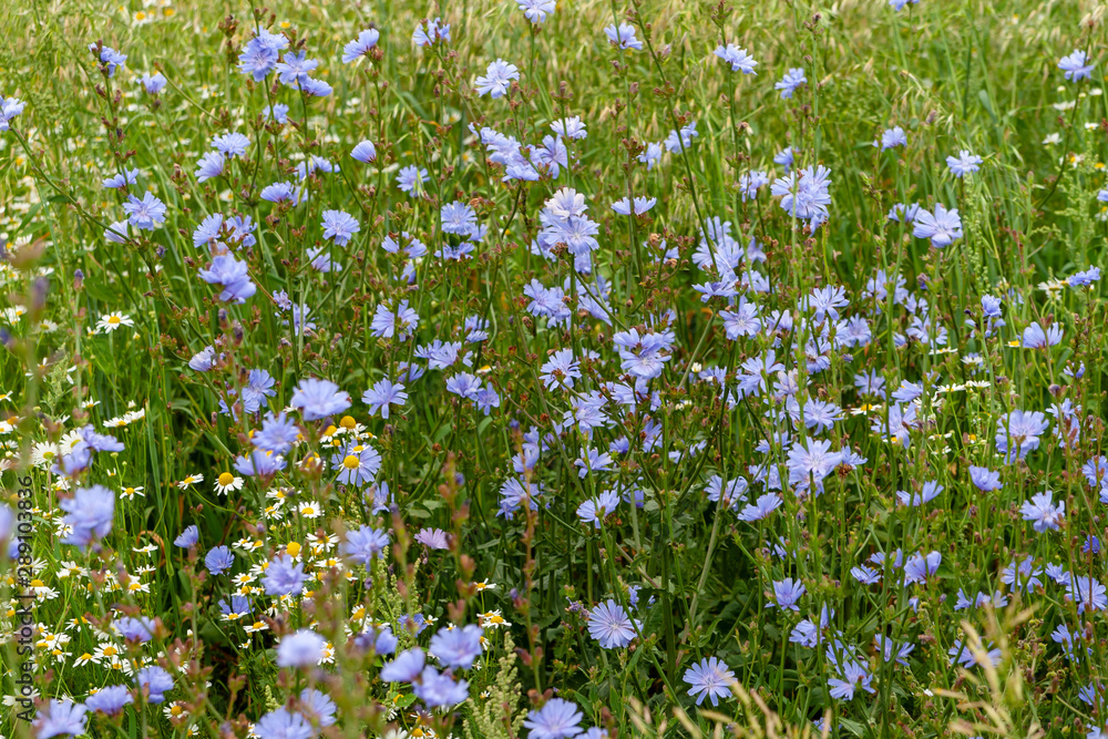 Wild thickets of flowering chicory on long stems in the summer afternoon. Wild thickets of flowering chicory on long stems in the summer afternoon.