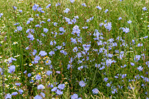 Wild thickets of flowering chicory on long stems in the summer afternoon.