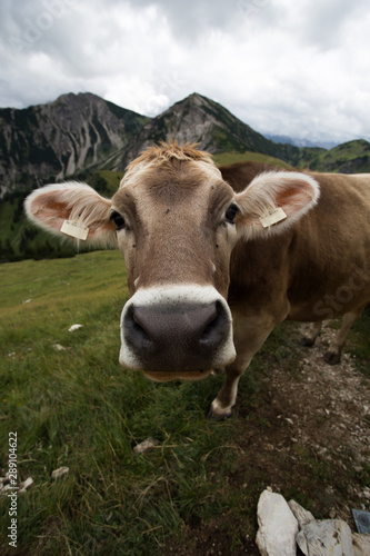 Kuh auf Weide in   sterreich