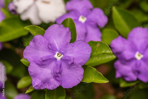African violet