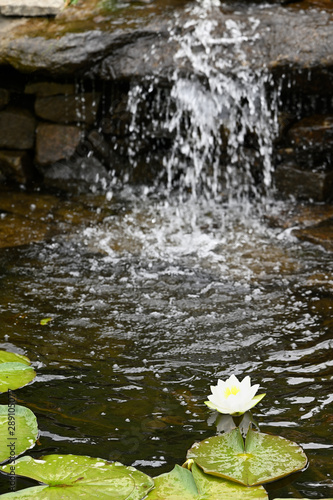 White water lily flower and green leaves with waterfall in background.