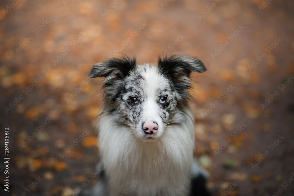 Border Collie dog in a beautiful autumn park. Border Collie dog in a beautiful autumn park.