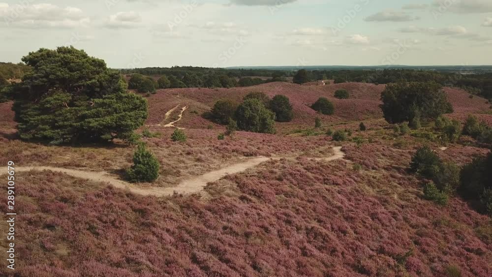 Aerial of the beautiful purple heather hills at national park the Posbank in the Netherlands. Aerial of the beautiful purple heather hills at national park the Posbank in the Netherlands.