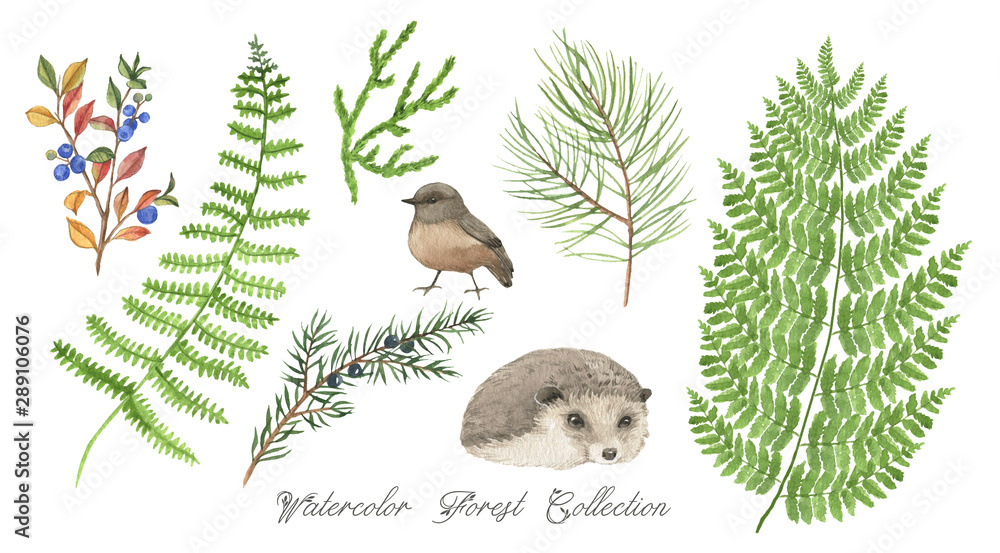 Hand drawn collection of different forest plants and animals ...