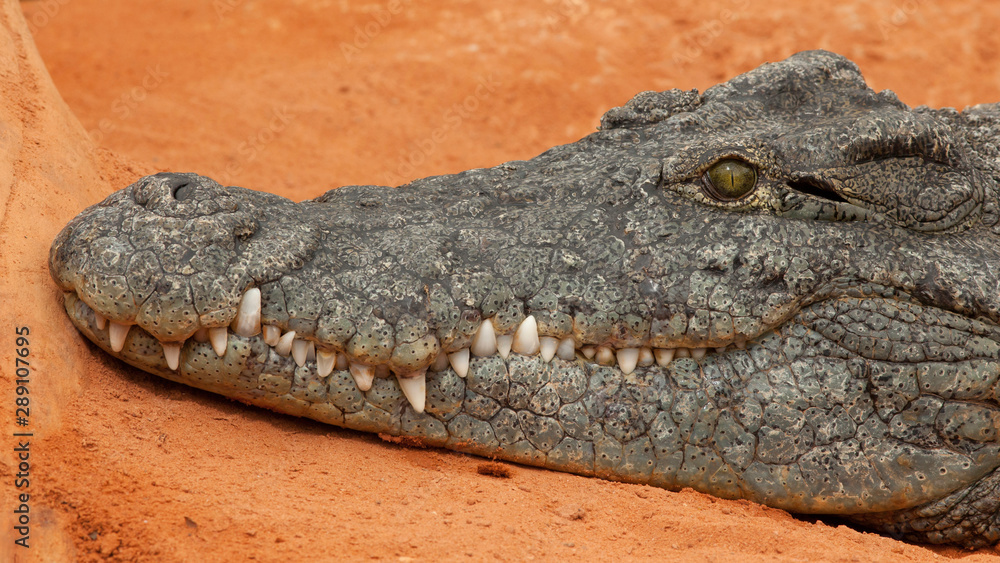 Fototapeta premium Crocodile américain au repos sur sable rouge