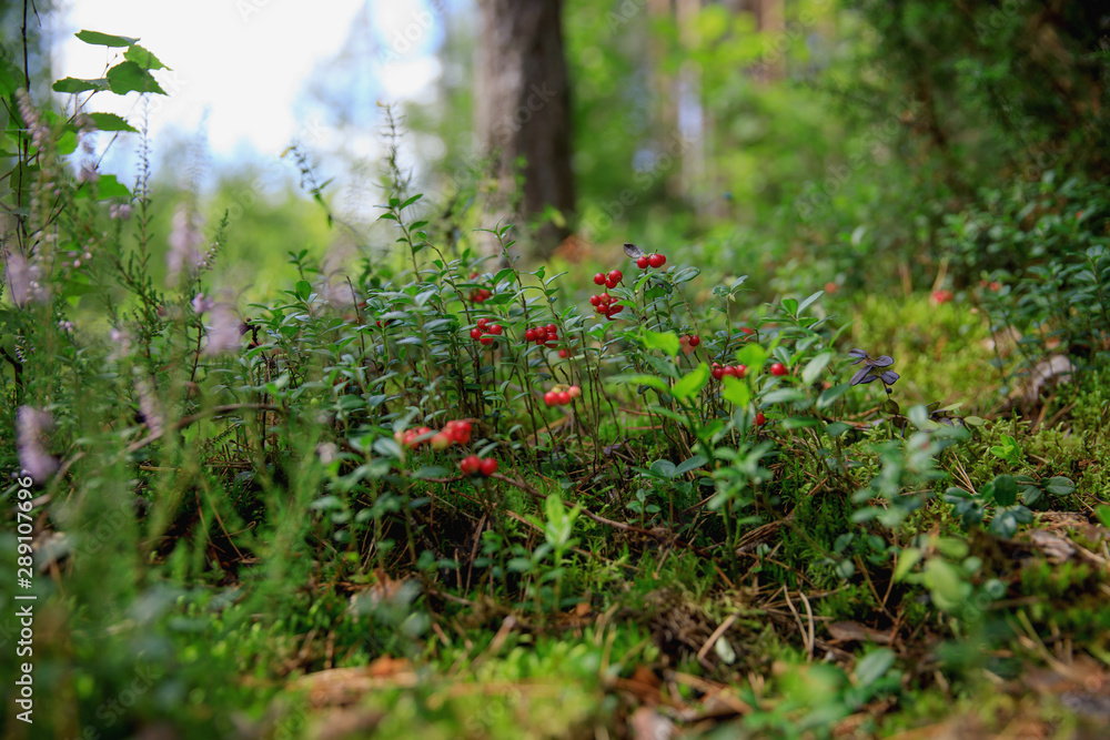 Fototapeta premium wild berry