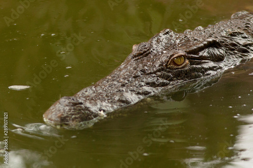 Crocodile américain sortant sa tête de l'eau