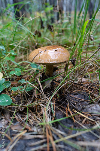 Photos Autumn boletus mushroom Siberia forest