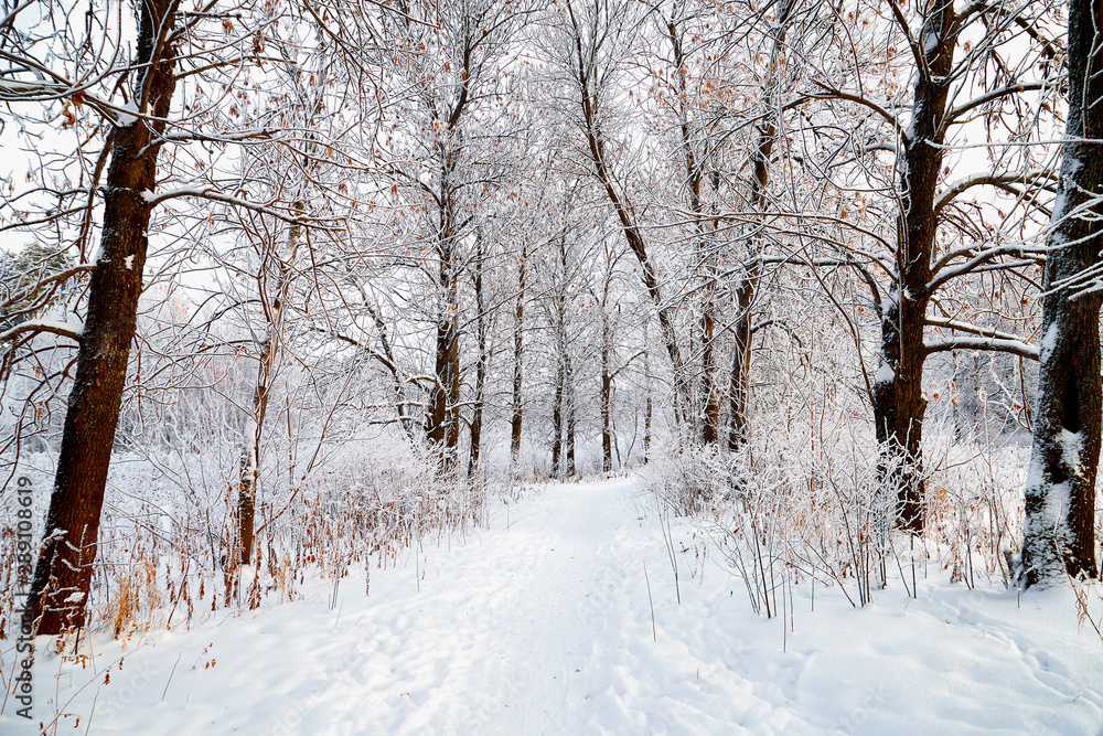 Snow covered trees in a winter forest and small path between them