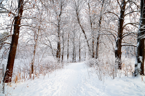 Snow covered trees in a winter forest and small path between them © keleny