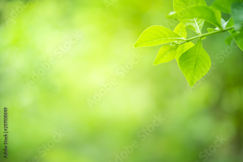 Green nature background. Closeup view of green leaf with beauty bokeh under sunlight for natural and freshness wallpaper concept.