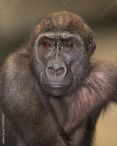 Young western lowland gorilla portrait