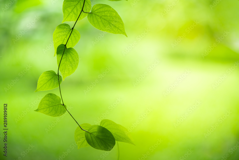 Green nature background. Closeup view of green leaf with beauty bokeh under sunlight for natural and freshness wallpaper concept. Green nature background. Closeup view of green leaf with beauty bokeh under sunlight for natural and freshness wallpaper concept.