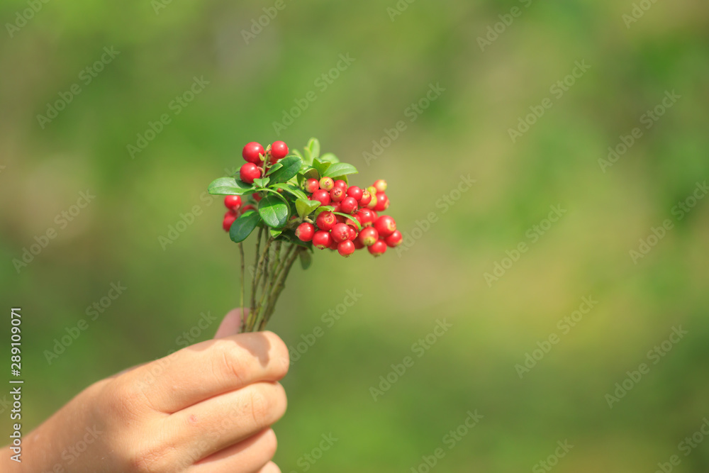 wild berry wild berry