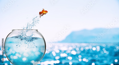 Fotografiet Goldfish leaps out of the aquarium to throw itself into the sea