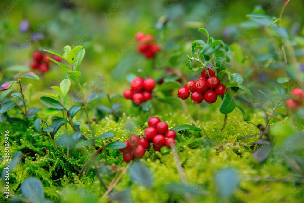 Obraz premium wild berry