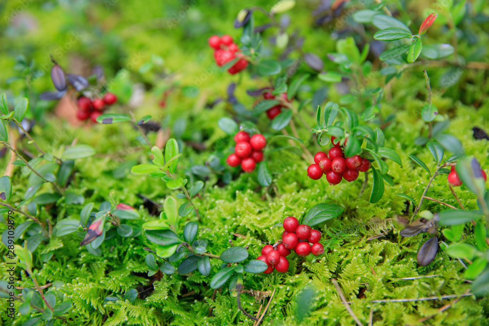 wild berry wild berry